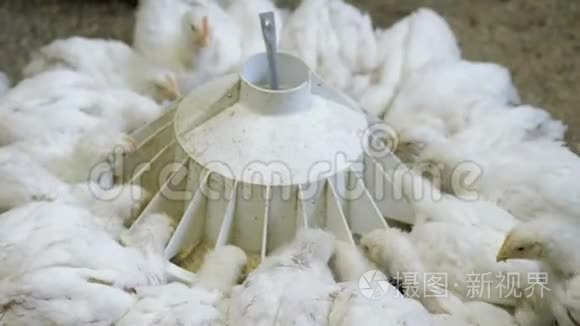 家禽养殖场的白肉鸡视频