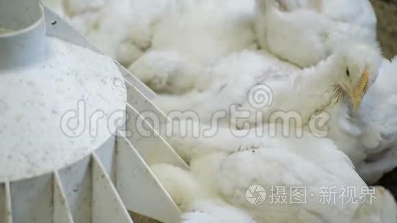 家禽养殖场的白肉鸡视频