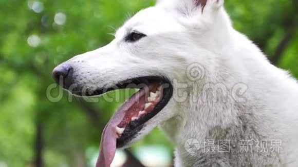 一只白色的瑞士牧羊犬伸出舌头 呼吸急促 公园里绿树成荫的狗mov格式视频下载 正版视频编号02kme1 摄图新视界视频库