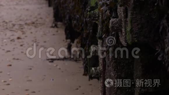 混凝土基础上的海藻和苔藓视频