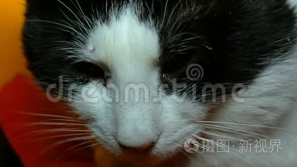 黑白猫的头眼睛和胡须，它扭着头，用绿色的眼睛环顾四周。 特写肖像
