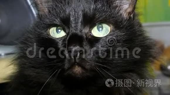 黑色家猫的肖像，扭过头，环顾四周。 特写镜头。