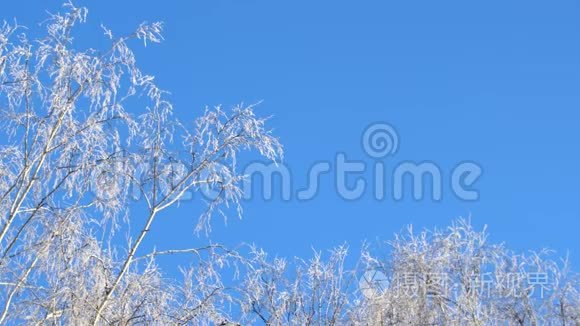 冬天的雪树。 蓝天。 冬天的时候是雪林，冬天的树林里是阳光。 森林里的阳光。 冬季