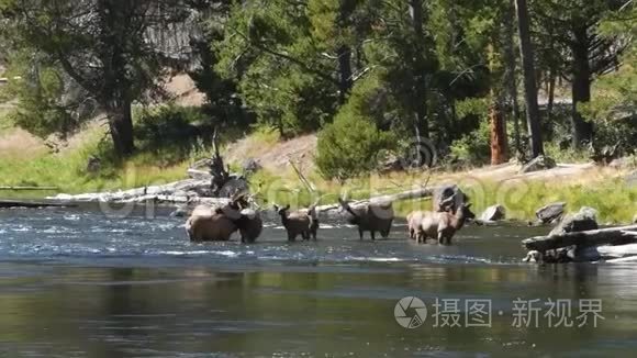 水中的麋鹿视频