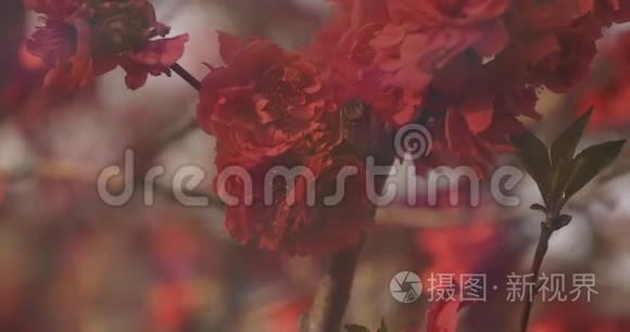 梦中的红樱花在春天白天特写视频