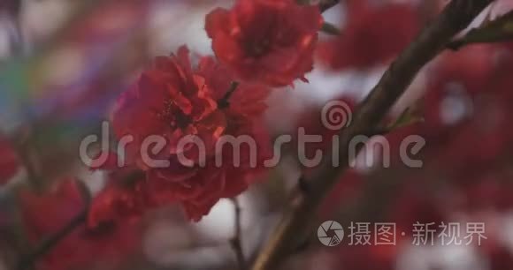 梦中的红樱花在春天白天特写视频