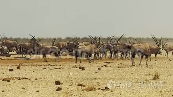 纳米比亚的奥瑞克斯牛群