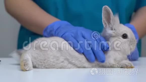 湿手抚摸蓬松的兔子，在健康检查前缓解压力，特写