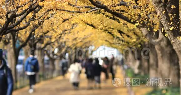 秋天在东京的银杏街散步视频