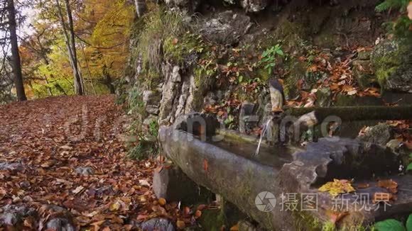 从森林木水槽流出的水视频