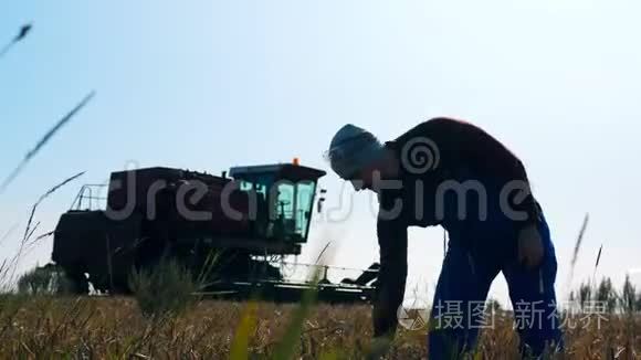 农业工人正在观察一缕小麦视频