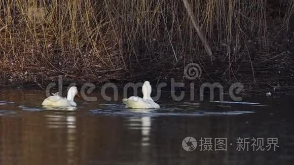 家养的白鸭在水中慢动作