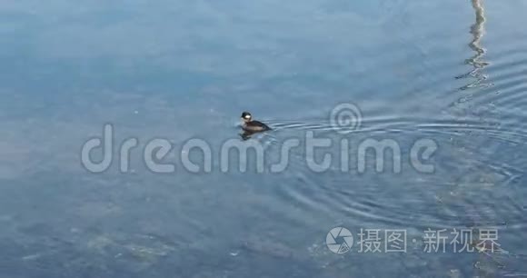 布弗利德鸭子布斯法拉视频