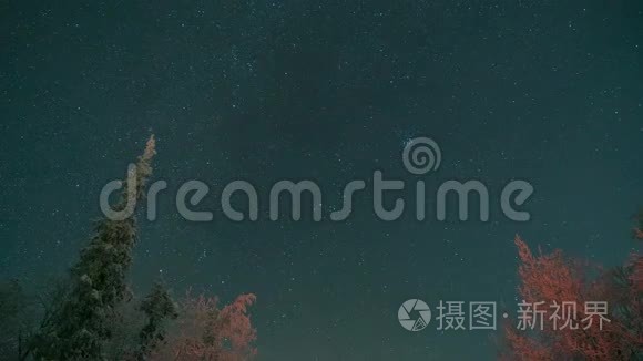 夜空背景下的树梢。 很多明星。