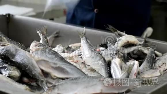 鱼厂分拣包装冷冻容器短视频
