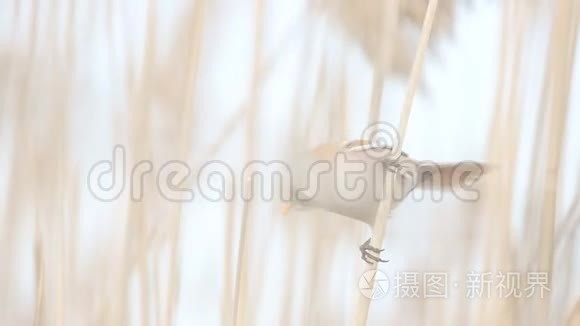 野马般的山雀坐在薄薄的芦苇上视频