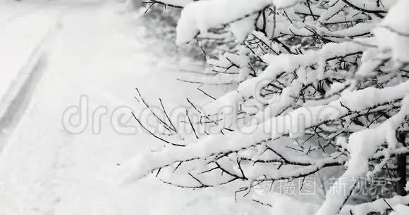 鲜雪覆盖树枝