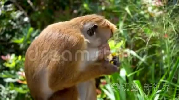 热带森林公园野生猴子吃水果视频