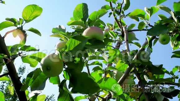 树上成熟的苹果靠近