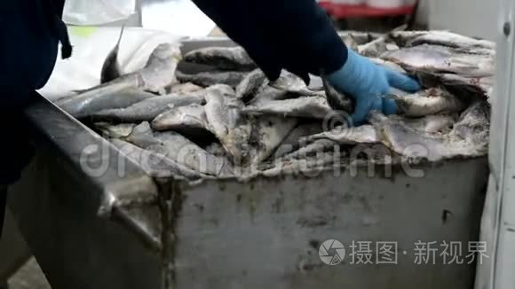 鱼厂分拣包装冷冻容器视频