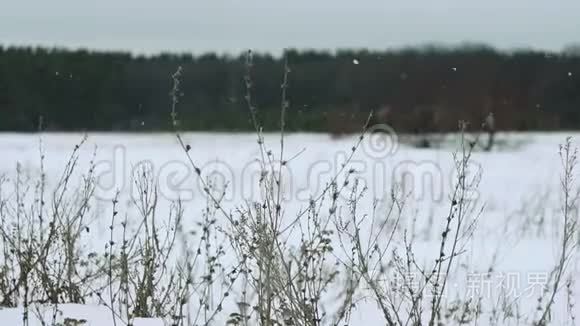 在美丽的灰色冬季景观上下雪