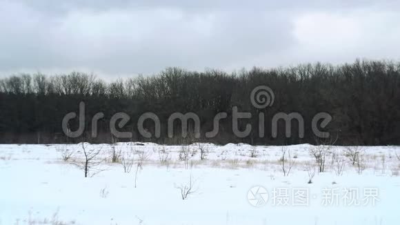 在美丽的灰色冬季景观上下雪