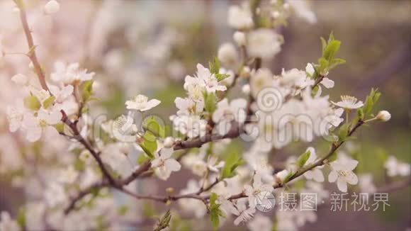 春天开花的树慢吞吞的花瓣视频