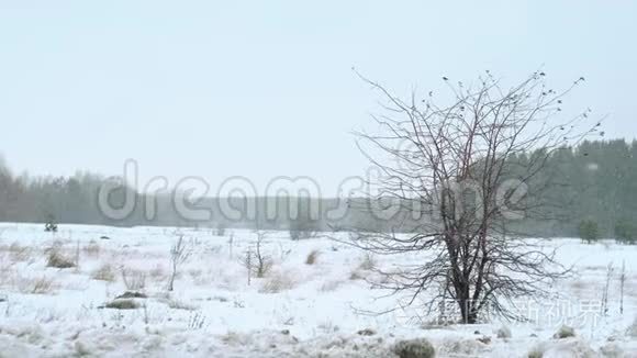 在美丽的灰色冬季景观上下雪视频