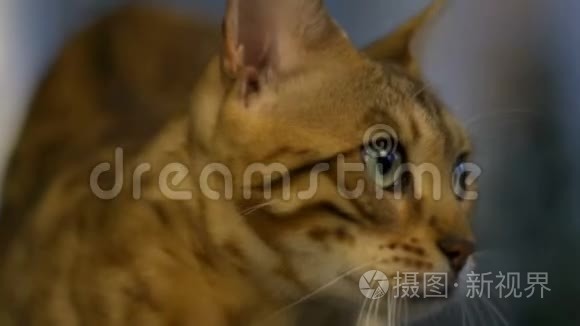 一只孟加拉猫