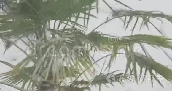 维多利亚州暴风雪中的棕榈树视频