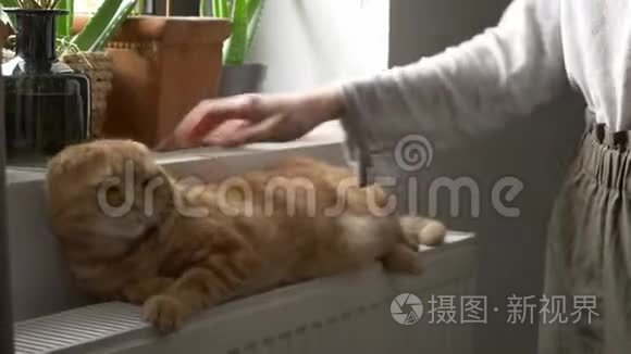 女人在暖气片上抚摸一只姜猫视频