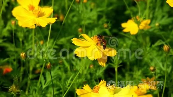 蜜蜂在美丽的黄花上收集花粉。