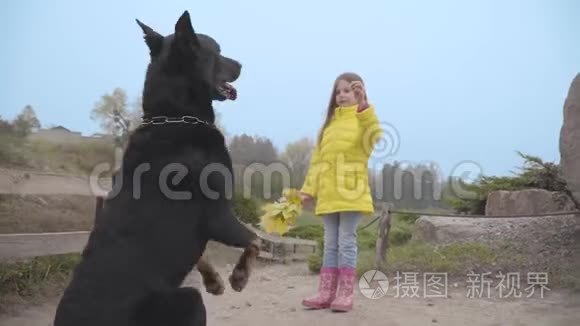 后视大黑德伯曼站在后腿要求小吃。 穿黄色外套的可爱白种人女孩给食物