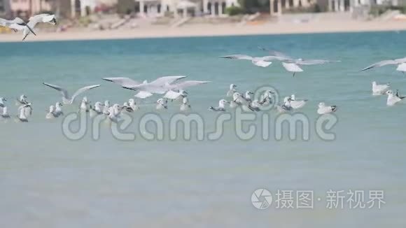 飞翔的海鸥群飞过海面视频