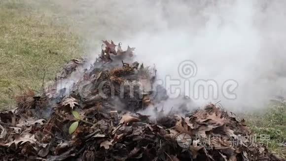 去年的树叶在大火中燃烧着白烟视频