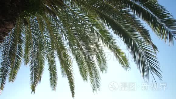 移栽的松树多长时间长出新叶