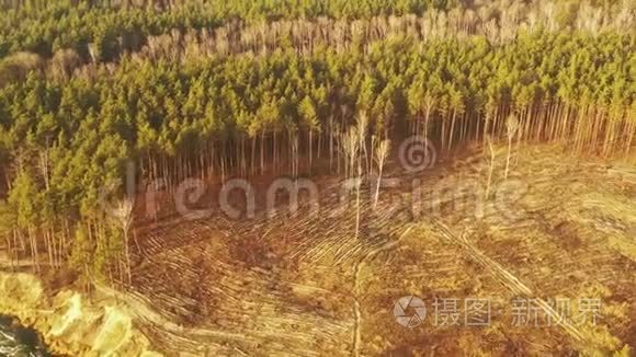 鸟瞰青松林毁林区景观.. 在空土地附近生长森林的俯视图。 欧洲性质
