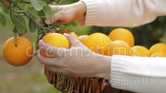女人`手在花园里摘水果。 女性服用橙色。 西班牙新鲜水果