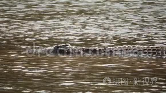鳄鱼在水中以超慢的运动视频