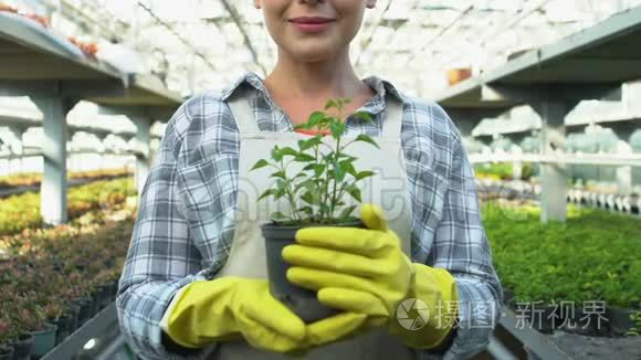 戴手套的微笑女人展示绿色植物盆栽，农业商业，生态