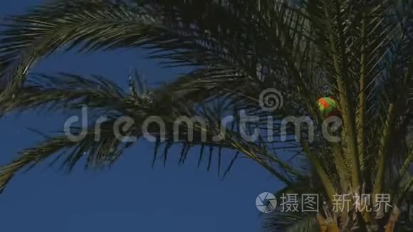 排球球卡在棕榈树上视频