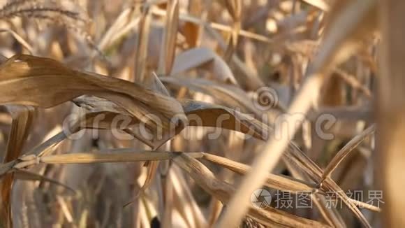 夏末或秋季在田间收获玉米干秆