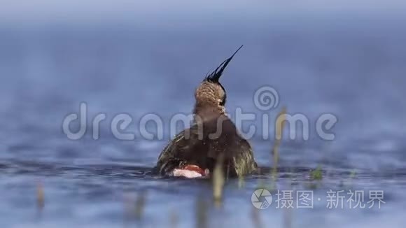 在浅水中沐浴北方的大腿视频