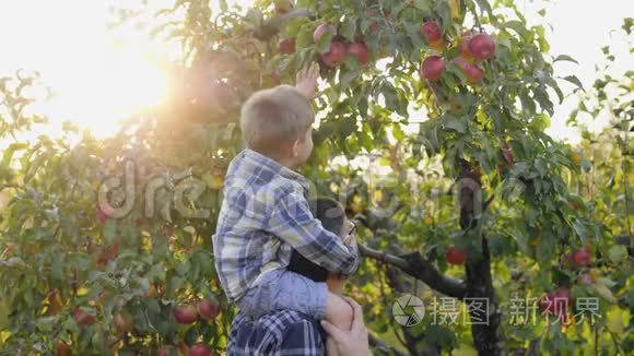 小男孩从树上摘苹果视频