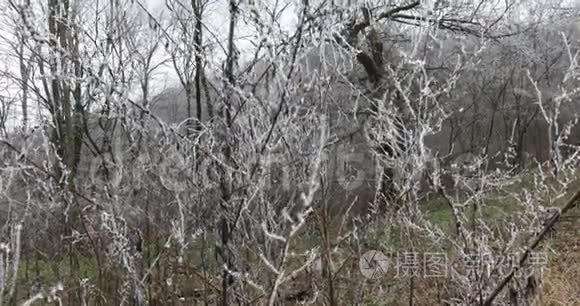 鹤射出满是霜的树木视频