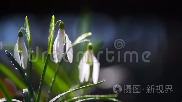 春天的小雪珠特写视频