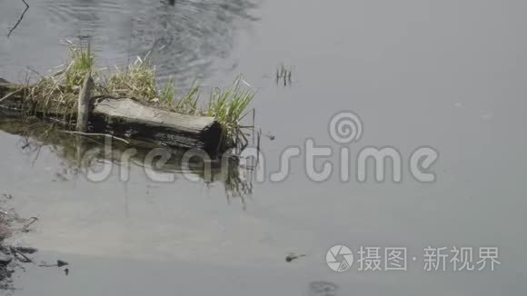 蟾蜍在圆木附近的池塘里游泳视频