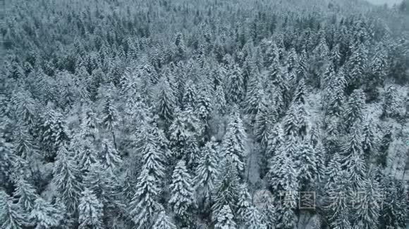 暴风雪后冬季冰冻森林的鸟瞰图视频