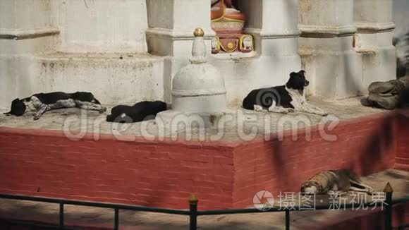流浪狗躺在尼泊尔寺庙附近睡觉。 尼泊尔加德满都。