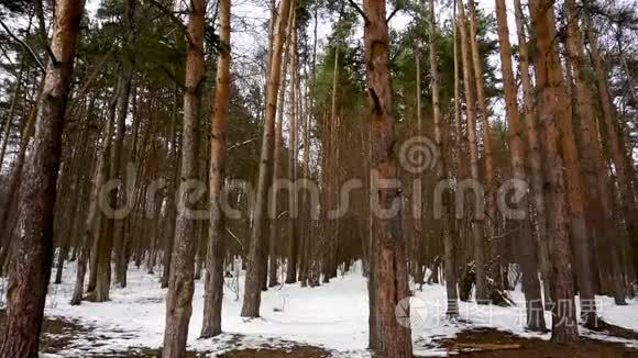 森林，高大的松树，大风，雪，春天